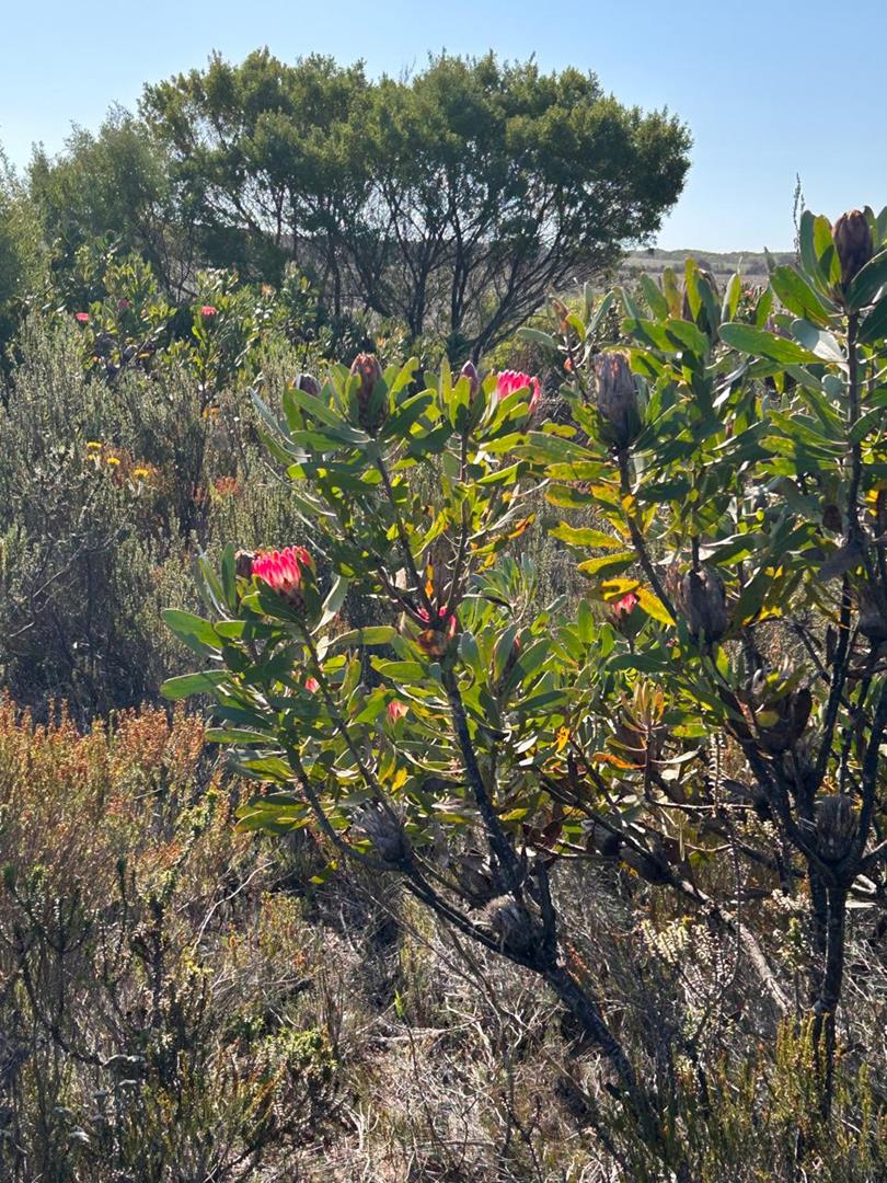 0 Bedroom Property for Sale in Heidelberg Rural Western Cape
